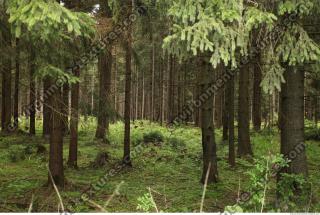 Photo Textures of Forest
